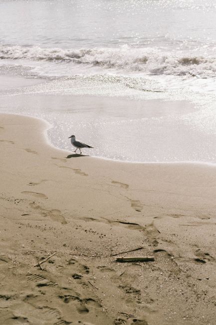 A lone seagull walks along the sandy shores of Chiavari Beach, Liguria, Italy.