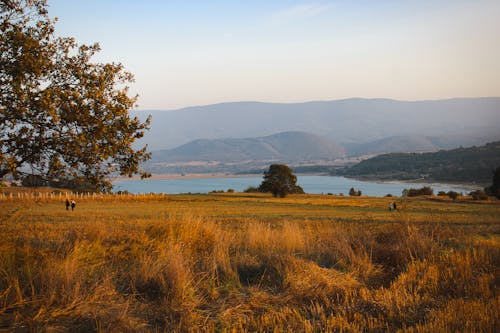 Grassland with Lake behind