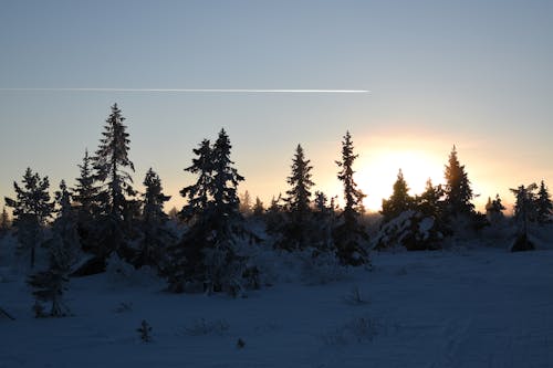 ağaçlar, Aralık, gün batımı içeren Ücretsiz stok fotoğraf