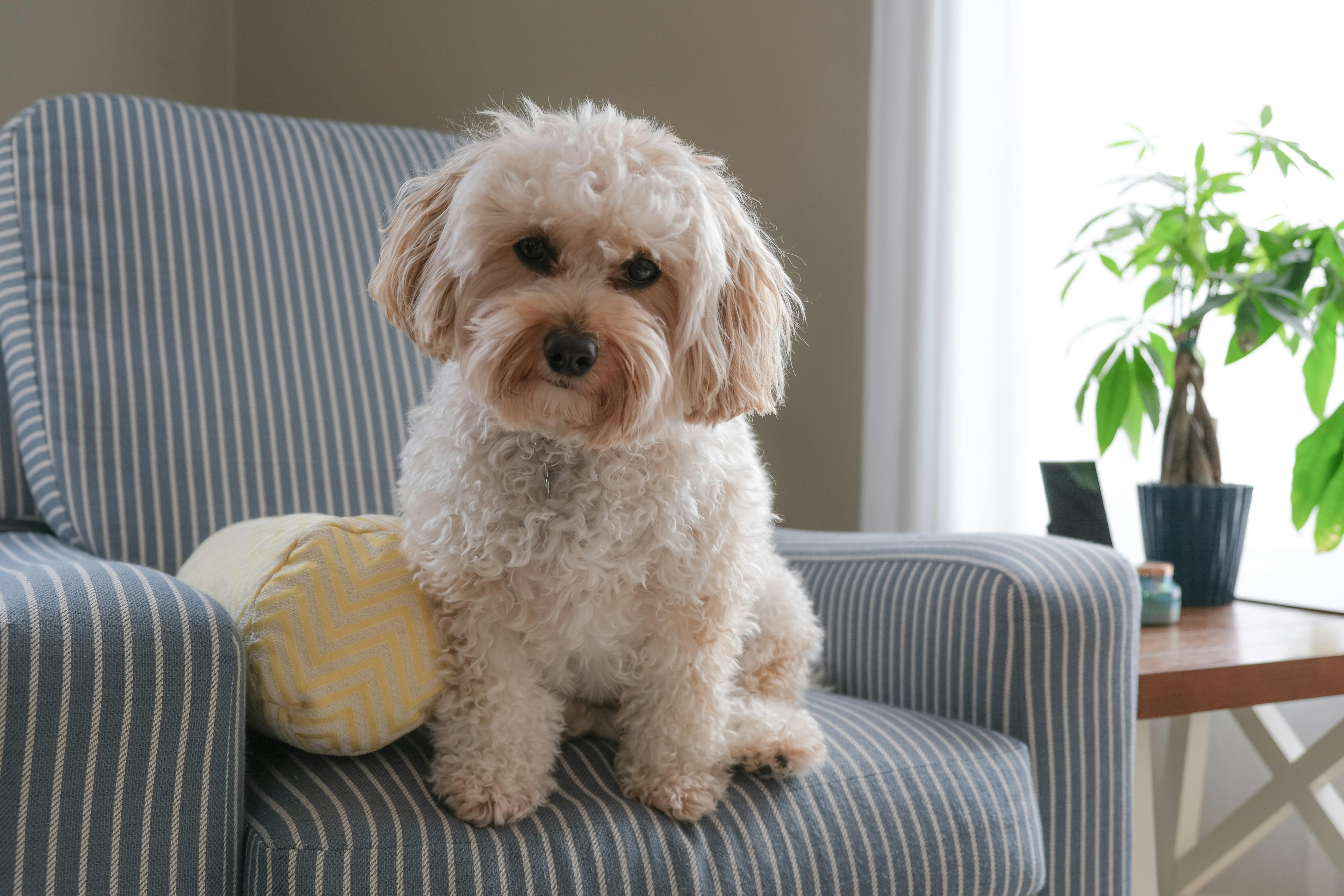 armchair, Cavalier King Charles Spaniel, design space