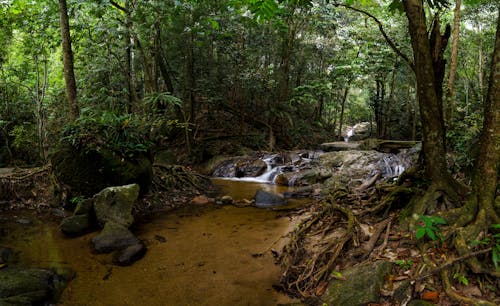 Ilmainen kuvapankkikuva tunnisteilla joki, luonto, metsä