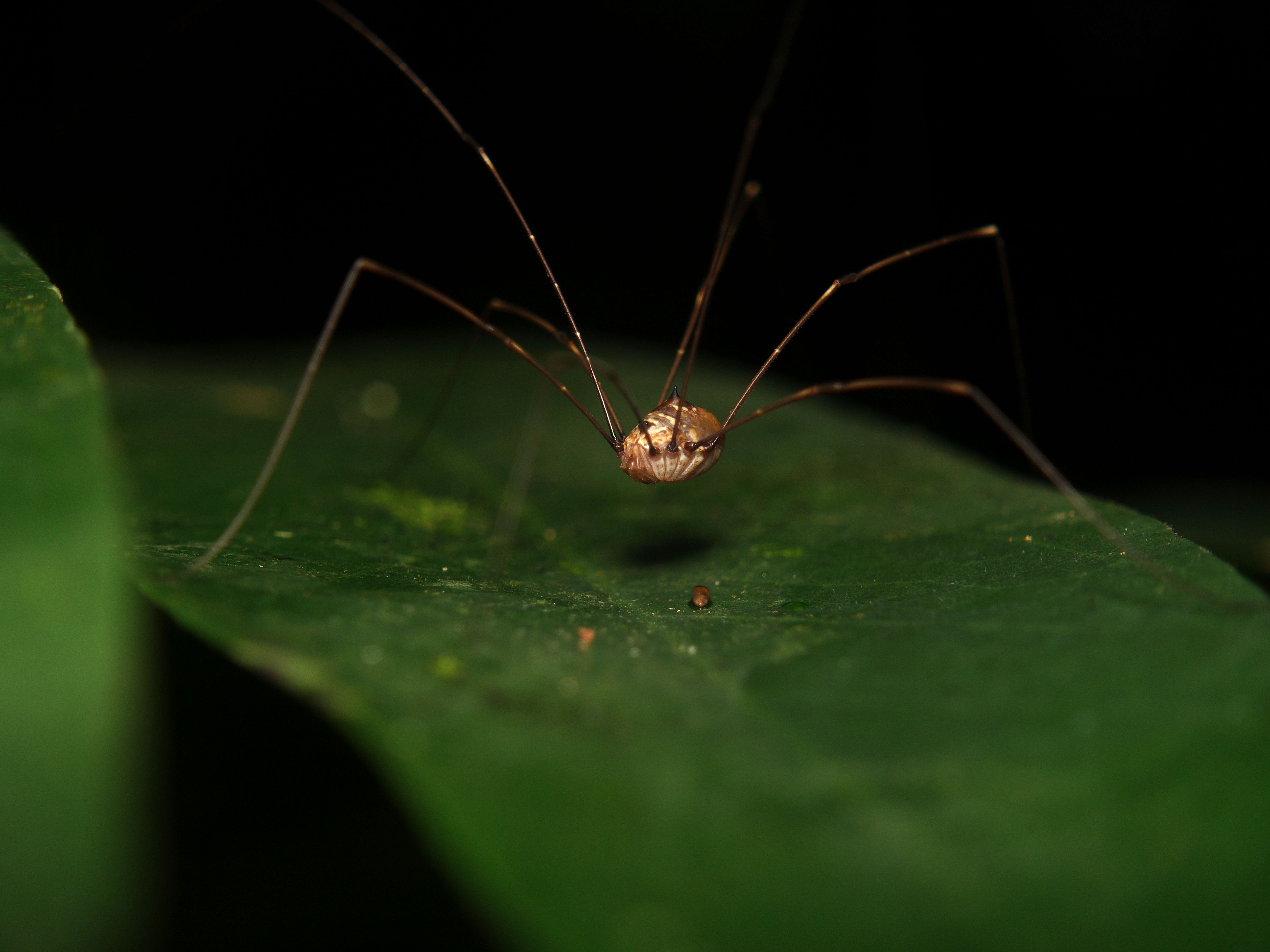 Detailed macro shot of a Leiobunum harvestman on a leaf in natural surroundings.