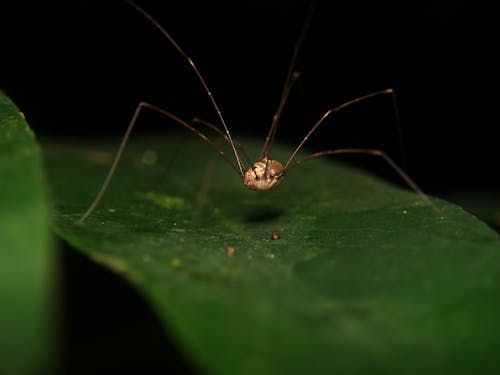 Leiobunum Insect on Leaf