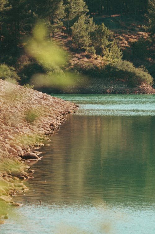 View of a Body of Water and Forest 