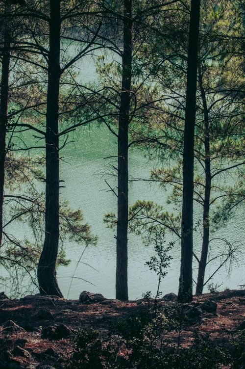 Free A peaceful forest scene with slender trees overlooking a serene body of water. Stock Photo