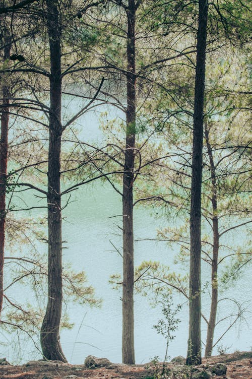 View of Trees and a Body of Water