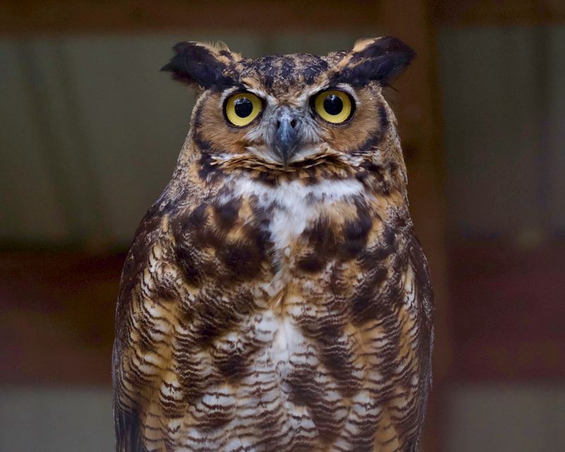 Great horned owl staring directly at the camera