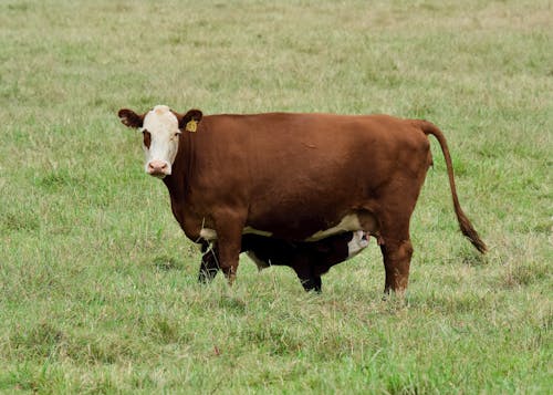A Cow Feeding a Calf 