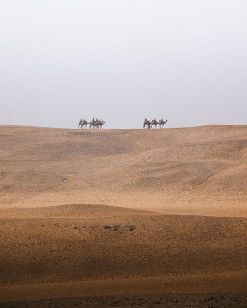 Бесплатное стоковое фото с верблюды, вертикальный выстрел, дюны
