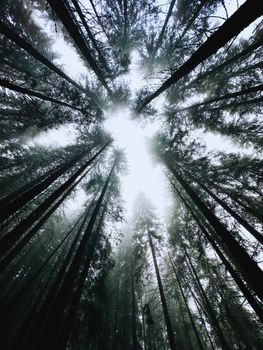 Upward view of fog-covered trees in the Carpathians, Ukraine.