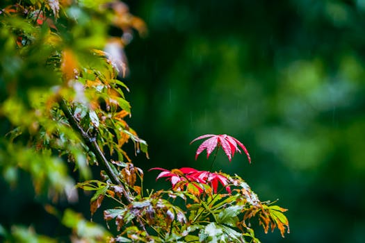 Vibrant close-up of red and green leaves on a rainy day, capturing nature's freshness.