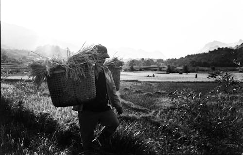 Immagine gratuita di agricoltura, azienda agricola, bianco e nero