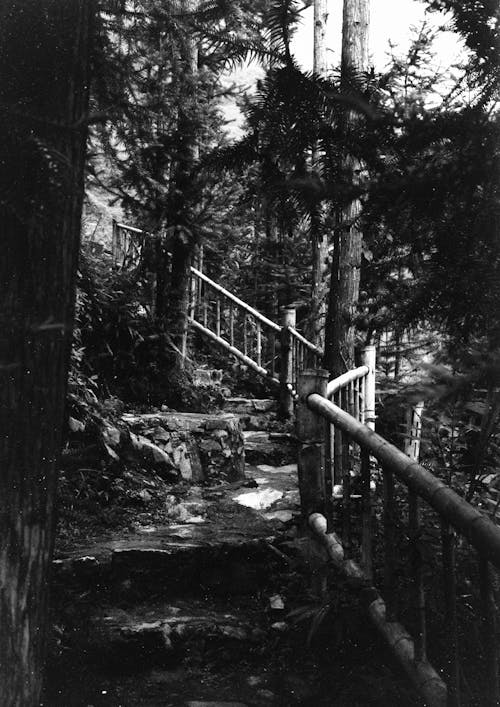 A Footpath with Steps in a Forest