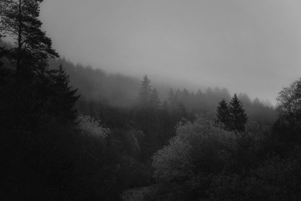 Misty forest ridge — Average GUY on Pexels