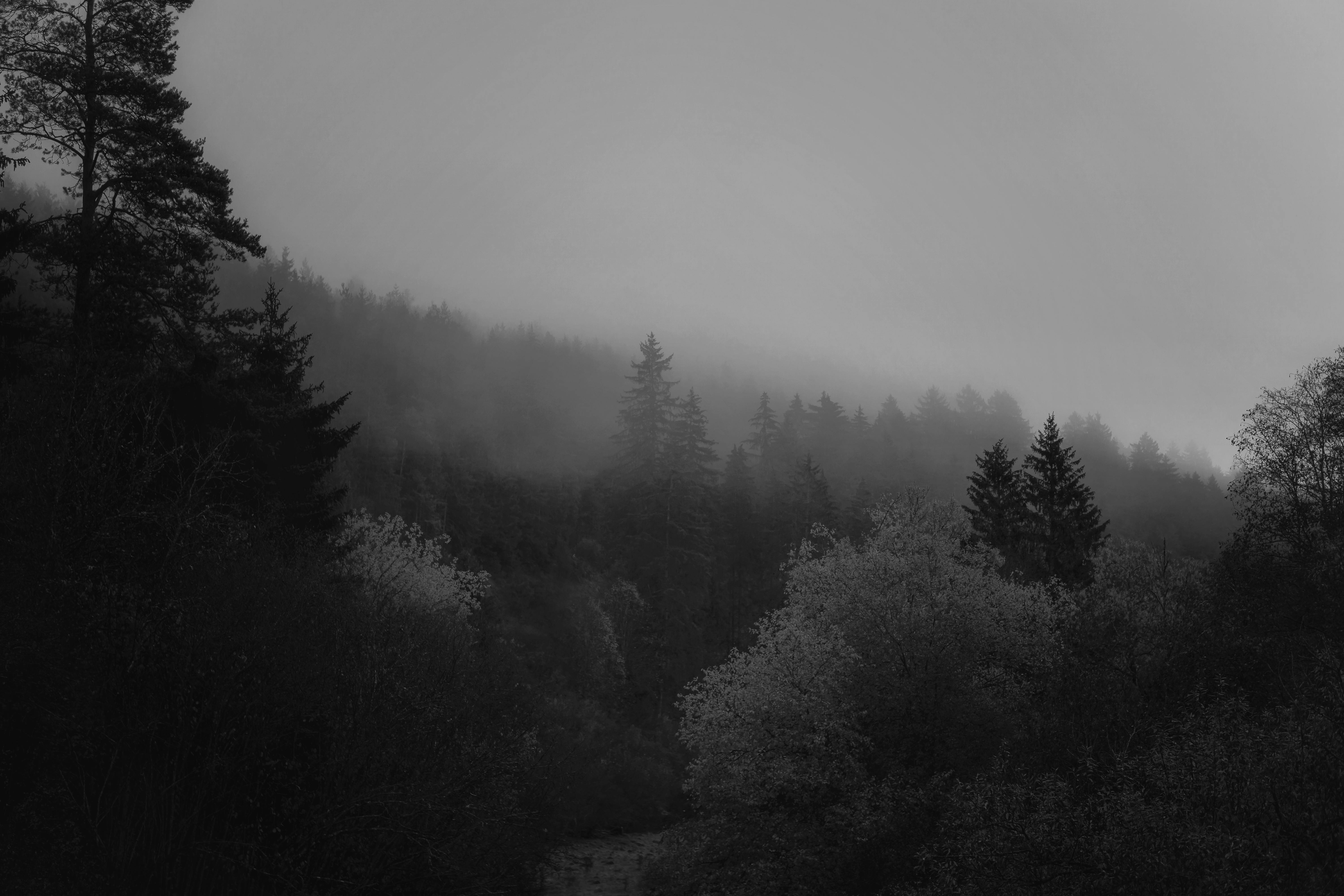 Fog among Trees in Forest · Free Stock Photo
