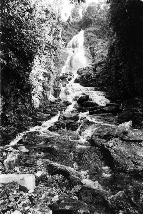 Stream and Waterfall in Forest in Black and White