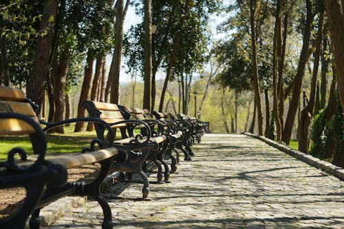 Empty Benches in Park Alley