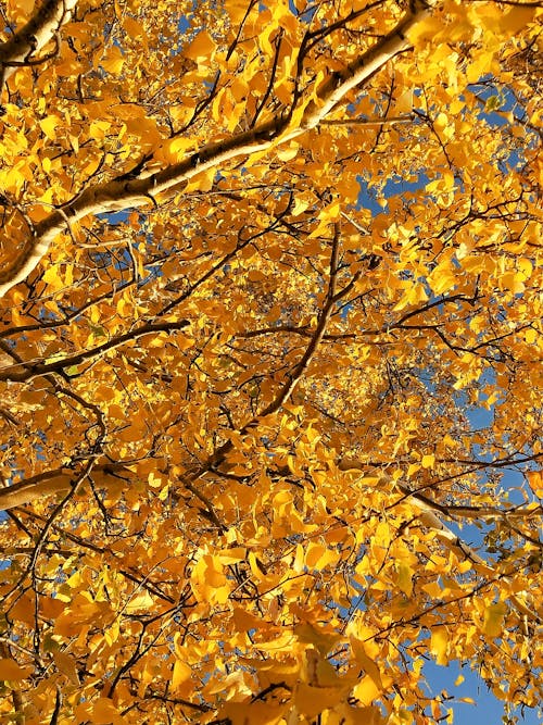 가을, 나뭇잎, 노란색의 무료 스톡 사진