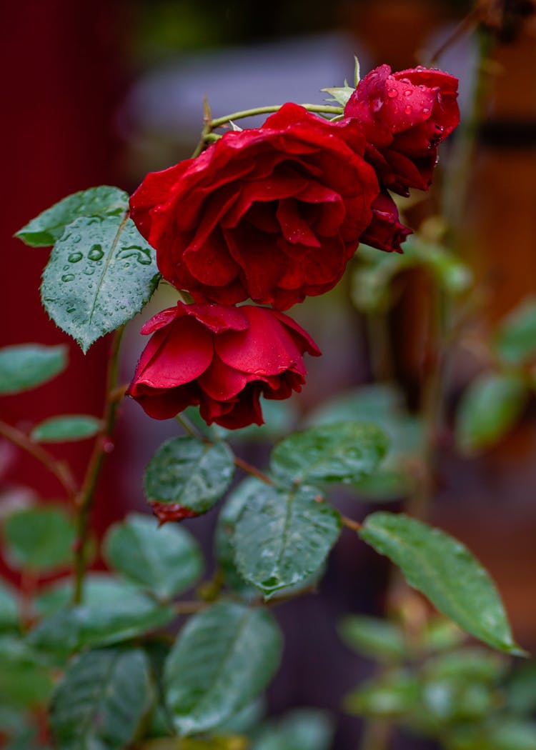 Close Up Of Red Roses