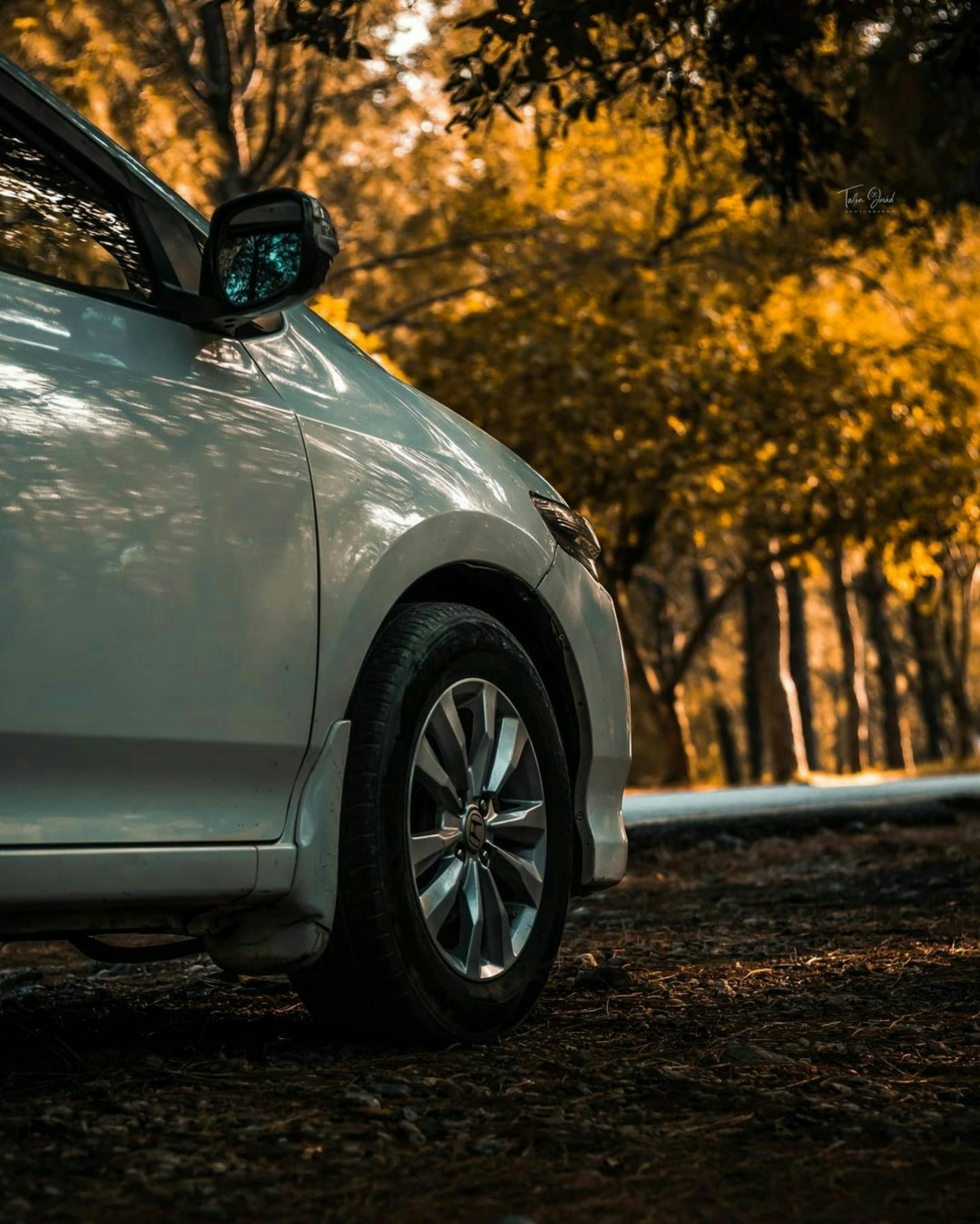 white car in forest