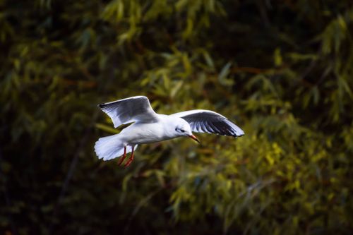 Free A solitary seagull gracefully flying over lush greenery in Lorient, France. Stock Photo
