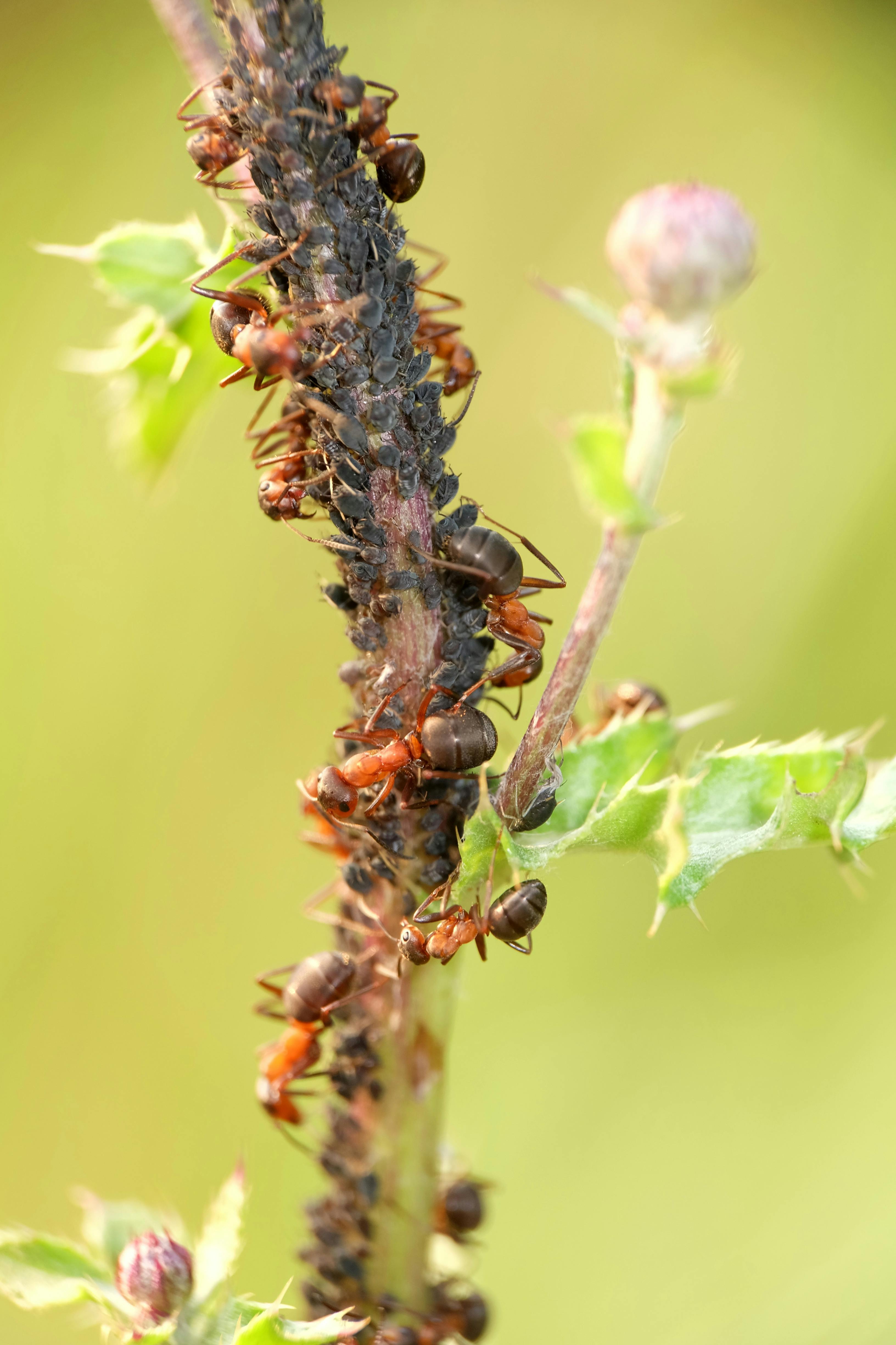 Atlanta commercial property fire ant management Decatur