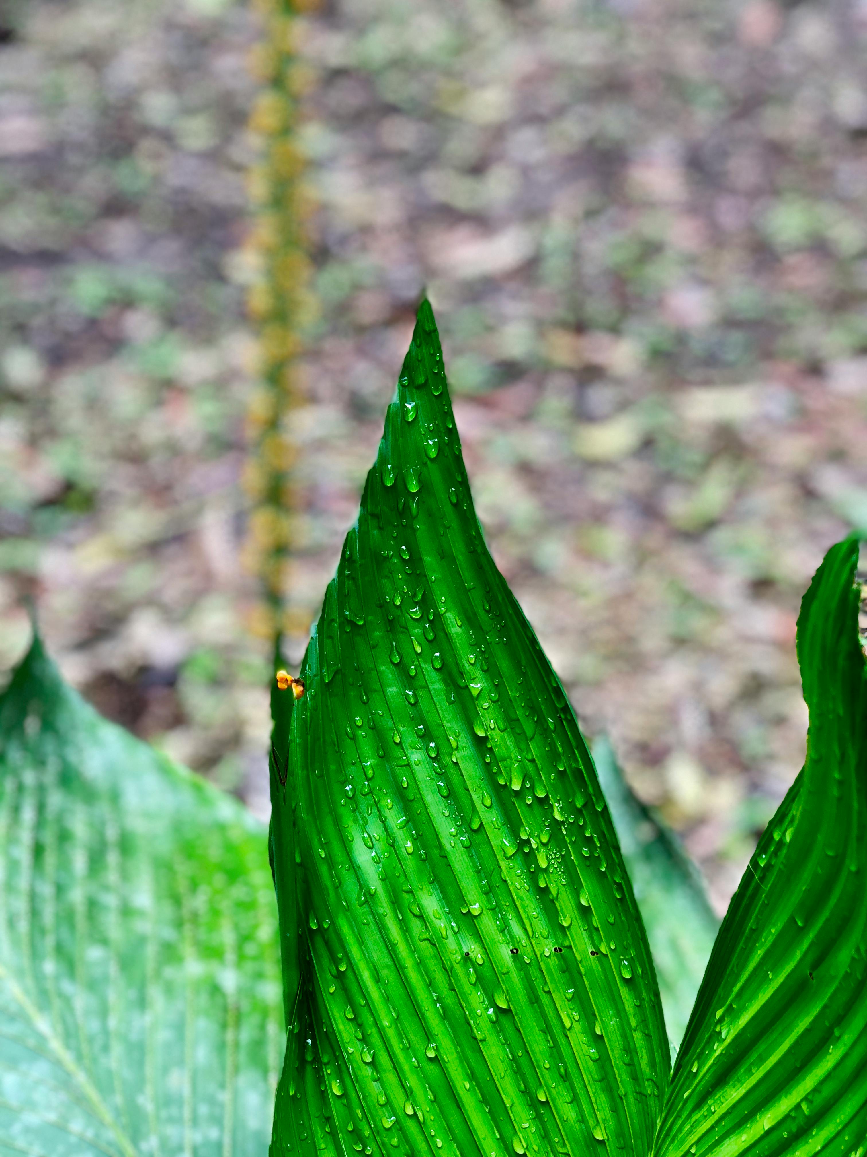 Free stock photo of beauty in nature, green, mother nature