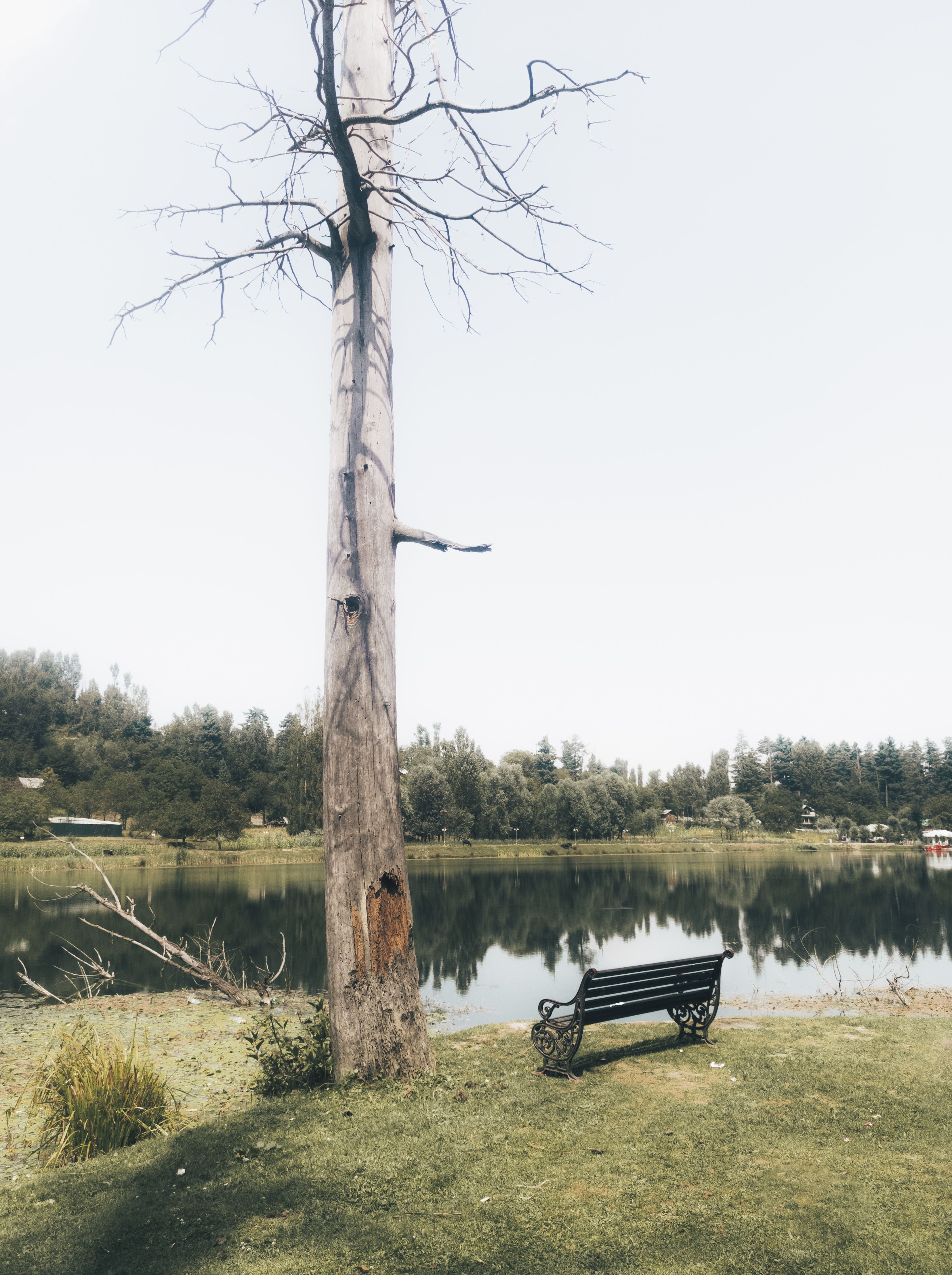A bench sits in front of a lake with a tree · Free Stock Photo