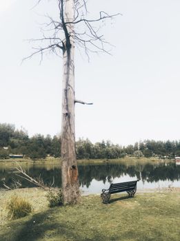 Peaceful lakeside scene with a bench and tree, perfect for reflecting autumn tranquility.