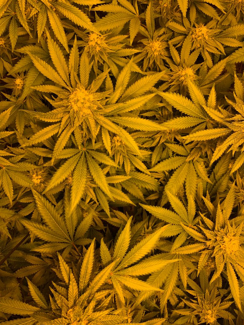 Fresh Salad