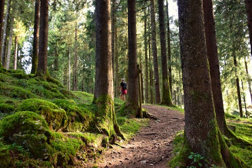 A Person Walking on a Footpath in a Forest in Summer 