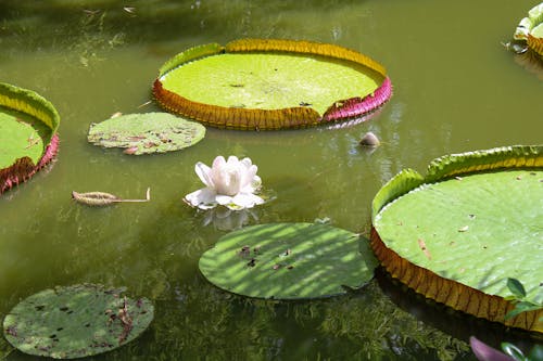 Foto profissional grátis de aumento, flor, floração