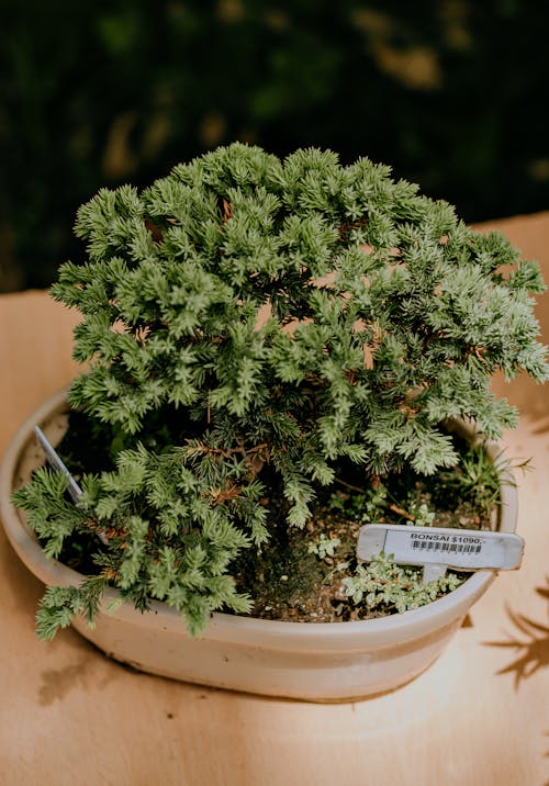 Green-leafed Plant on White Pot