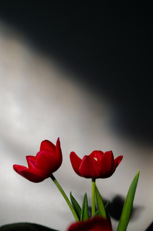 Close up of Red Tulips