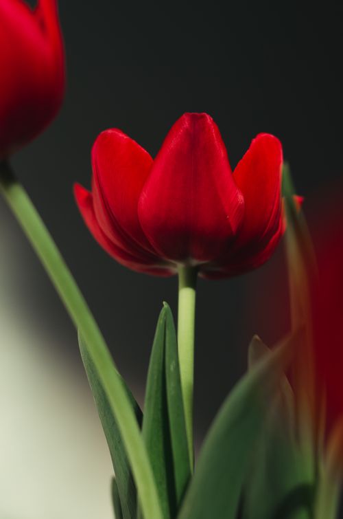 Free Captivating close-up of a vibrant red tulip in full bloom, perfect for nature enthusiasts. Stock Photo