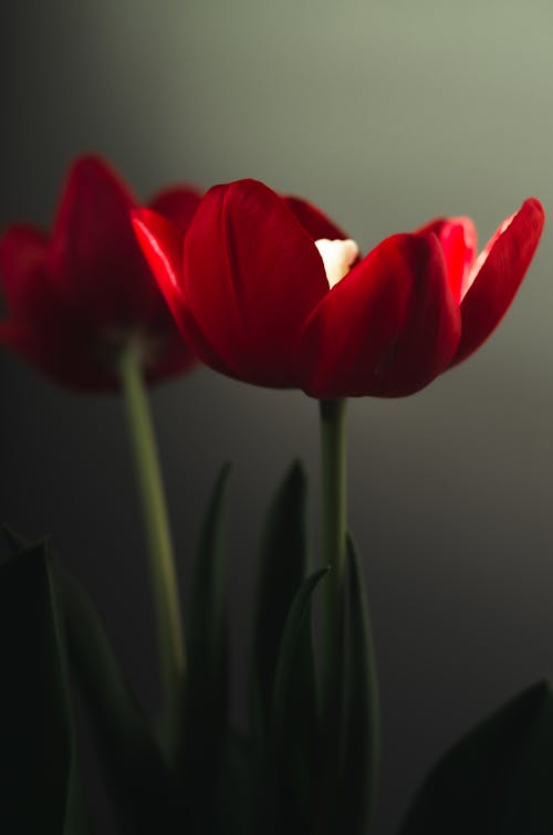 Free Close up of Red Tulips Stock Photo