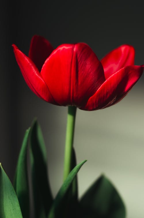 Close up of Red Tulip