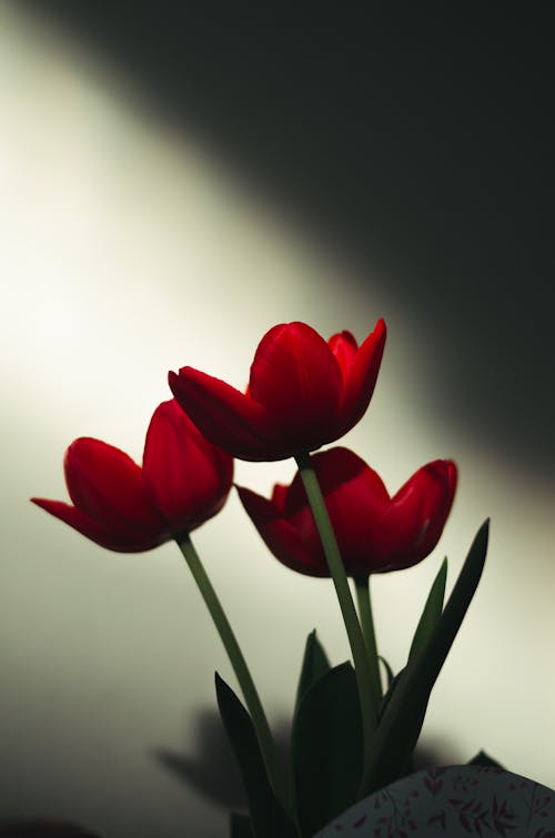 Fotobanka s bezplatnými fotkami na tému čerstvý, červená, kvety