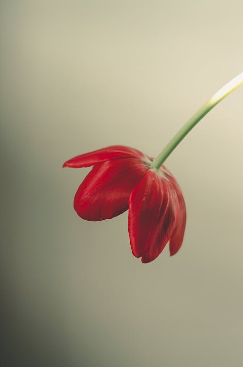 Red Tulip Petals