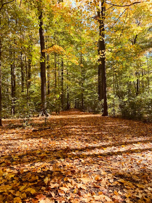 Безкоштовне стокове фото на тему «atmosfera de outono, вказівки, восени листя фону»