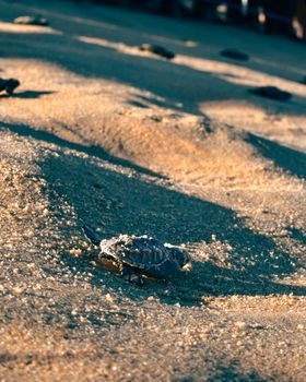 A baby sea turtle making its way across the sandy shore of Pipa Beach, Brazil at sunrise.