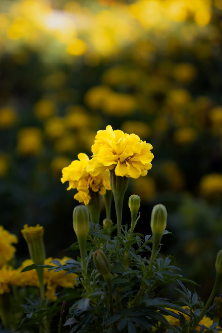 Yellow Flowers On Meadow