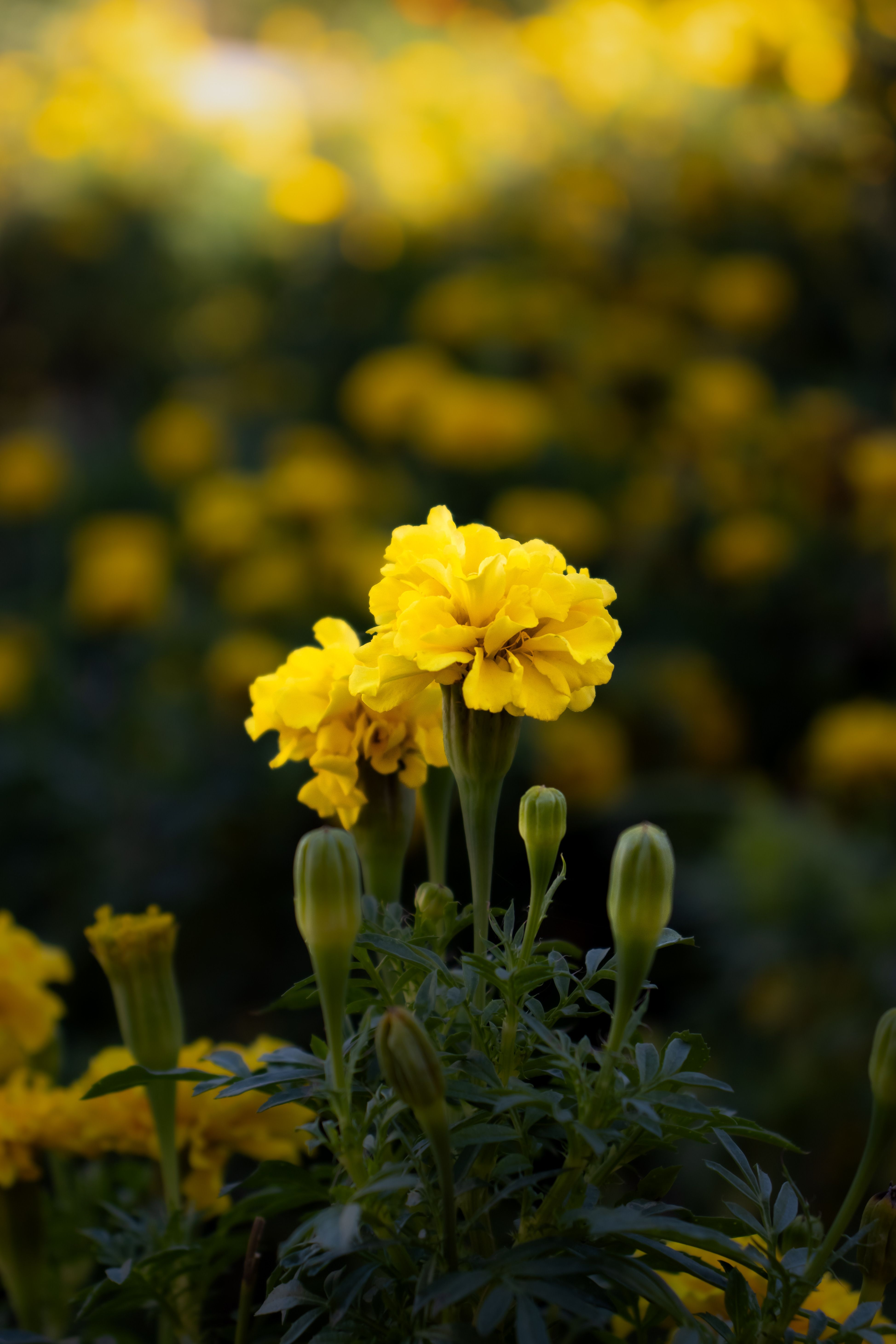 A close up of yellow flowers in a garden · Free Stock Photo