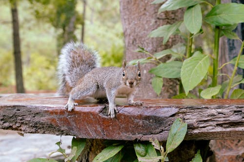 Close up of Squirrel