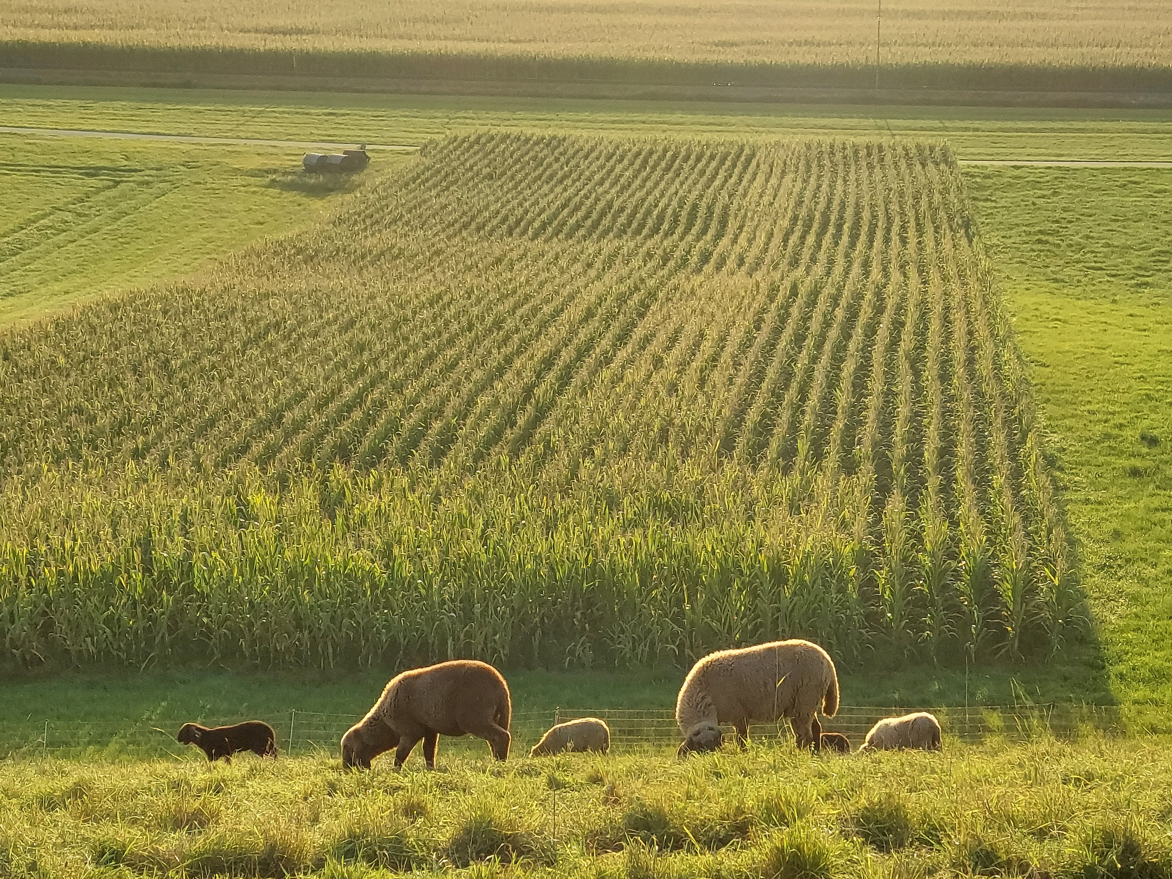 AI in Agriculture: A Beginner’s Practical Guide for 2026