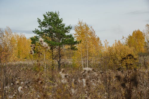 Free Colorful Trees on Meadow in Forest in Autumn Stock Photo