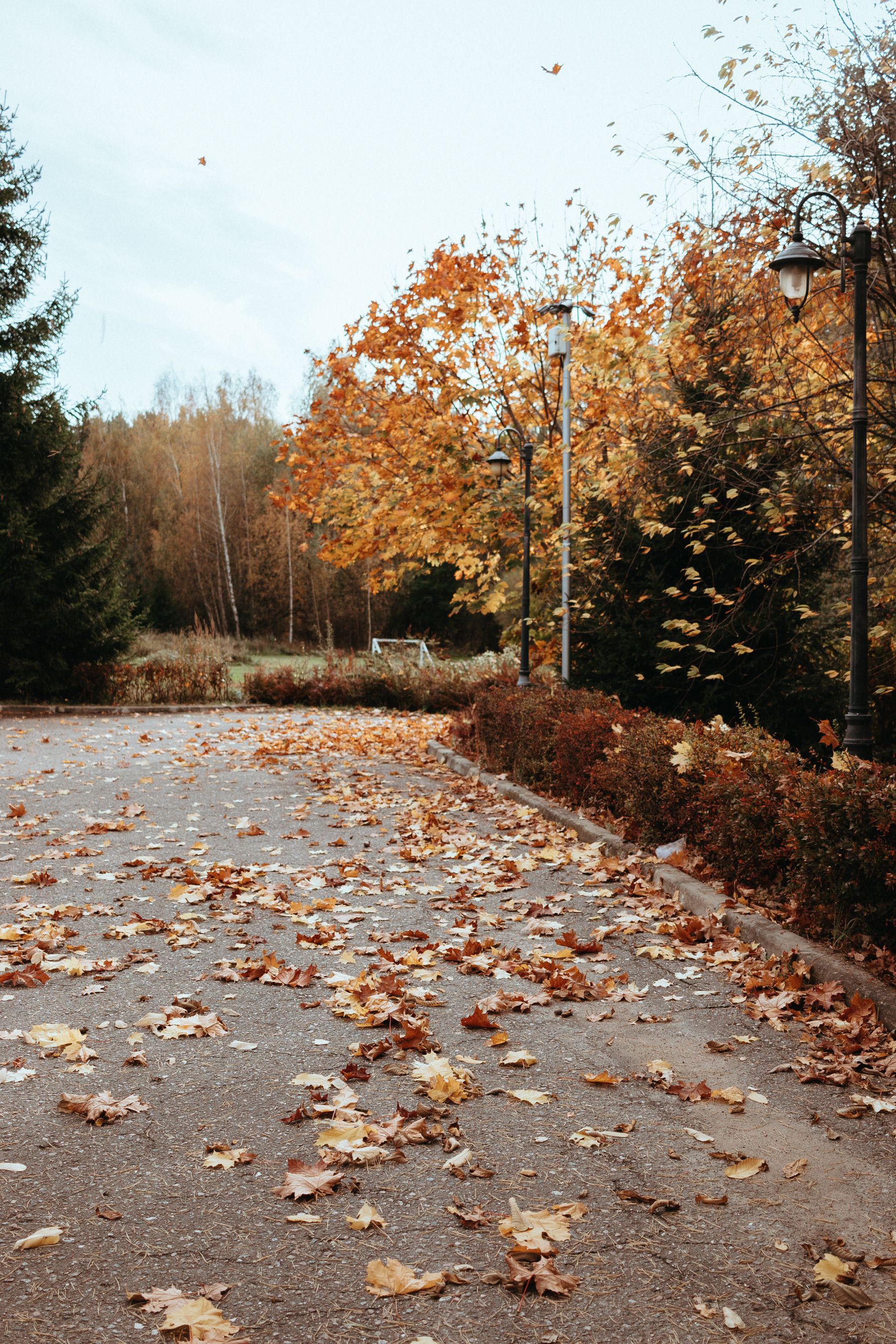 Autumn trees and a cleared park lawn