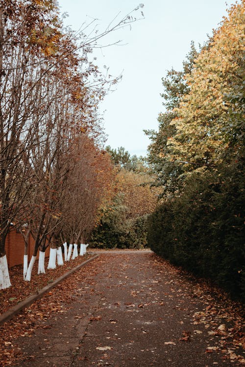 Free Autumn Trees around Road Stock Photo