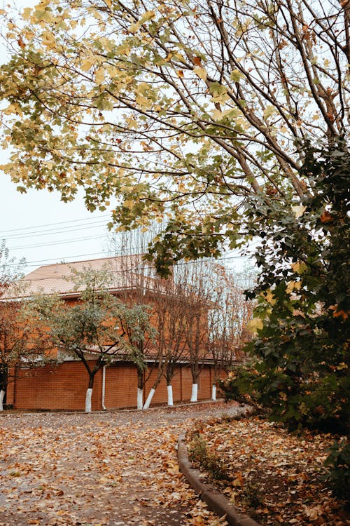 Colorful Trees and Leaves around Road in Town in Autumn