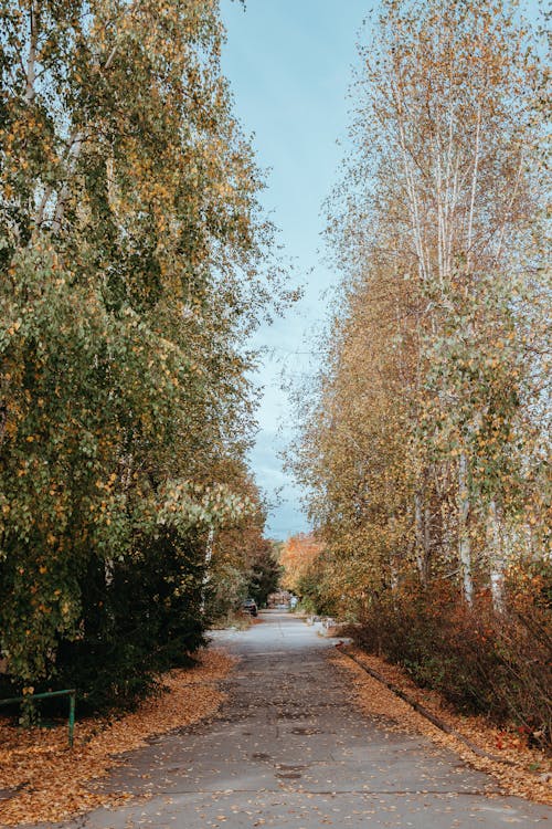 Free Colorful Trees around Road in Autumn Stock Photo